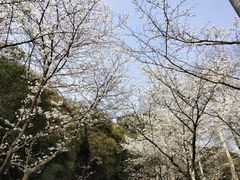 -武汉大学-樱园