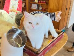 -猫咖时代(中山亭店)