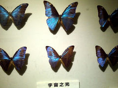 android_upload_pic-上海大自然野生昆虫馆