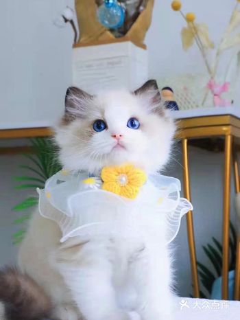 天冷了，确定不入手一只暖手猫吗