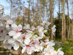 -上海共青森林公园