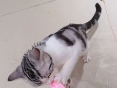 -藏猫猫咖啡主题馆(中央大道店)