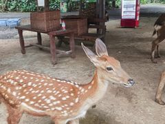 -海南热带野生动植物园