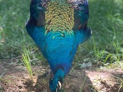 -北京麋鹿生态实验中心