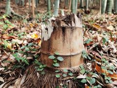 -上海佘山国家森林公园天马山园