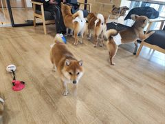 -南京Hallo宠物乐园·哈罗犬舍·柴犬繁育基地