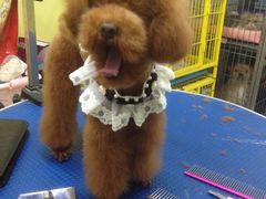 iphone_upload_pic-爱宠屋pet shop·宠物洗澡·宠物美容
