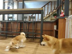 -喵屋coffee