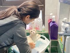 -山宅一喵德文卷毛猫舍