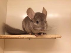 -龙猫仔乐园(惠福东路店)