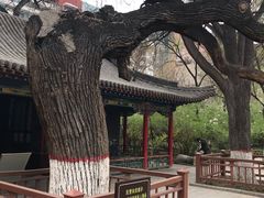 -文瀛公园