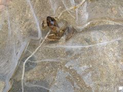 -碓臼峪自然风景区