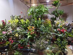 -朝来春花卉市场