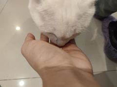 -平行世界·猫咖(首经贸店)