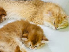 -青奢宠物·青奢猫舍