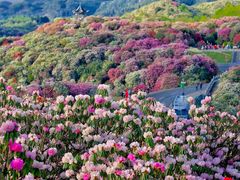 -贵州百里杜鹃风景名胜区