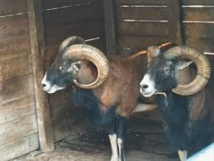 -长白岛森林公园