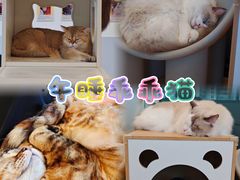 -有喵·猫咖·狗咖·30几只猫10只小狗(岗厦店)
