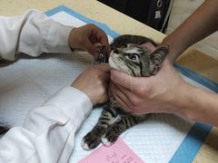 -安安宠医·安宠宠物医院