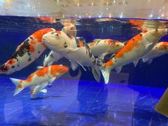 -鹏天阁酒楼·海鲜(红旗店)