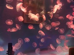 -大连圣亚海洋世界