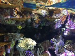 -上海海洋水族馆