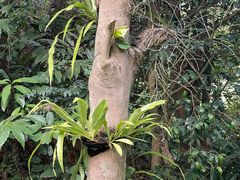 -深圳仙湖植物园