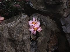 -沧浪亭