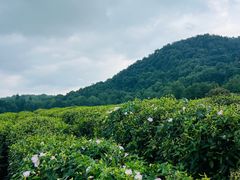 -中国茶叶博物馆(双峰馆区)