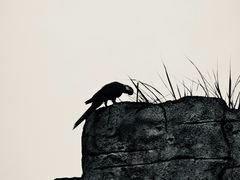 -奥兰多迪士尼动物王国乐园