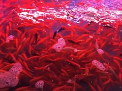 -山东柏宁水族批发广场