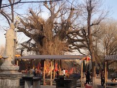-大槐树寻根祭祖园