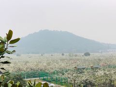 -树山生态村