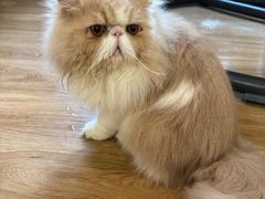 -滚猫咖啡·猫咖·猫友好撸猫(未来城店)