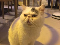 -平行世界·猫咖(首经贸店)