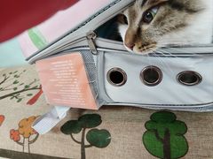 -中农大我爱我爱动物医院·核磁CT·猫病·24小时夜诊中心(石佛营店)