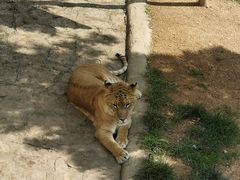 -西霞口神雕山野生动物世界