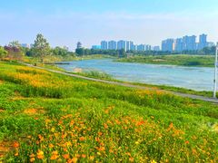 -洋湖国家湿地公园