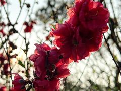 -桃花涧