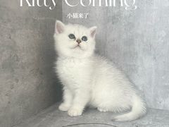 -小猫来了·猫舍(红山六九七九店)
