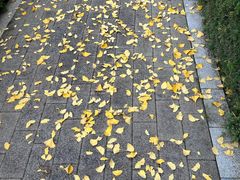 -宋老三苏肉羊肉汤老店