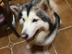 -李小姐の猫咖啡馆(五角场店)