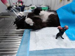 -荔康动物医院(康王北路店)