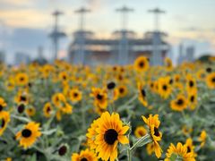 -海心沙亚运公园