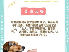 -萌宠之家·腊肠犬·马尔泰·小体犬舍