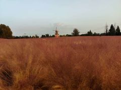 -羊亭河湿地公园