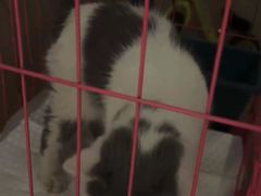 -瑞派动物医院·猫专科·至诚(江南中分院)