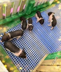 -萌宠亲子动物乐园(槐房万达店)