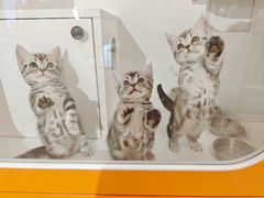 -三花喵·撸猫购宠·宠物生活馆(虹桥南丰城店)