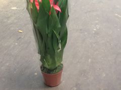 -龙大花卉苗木市场